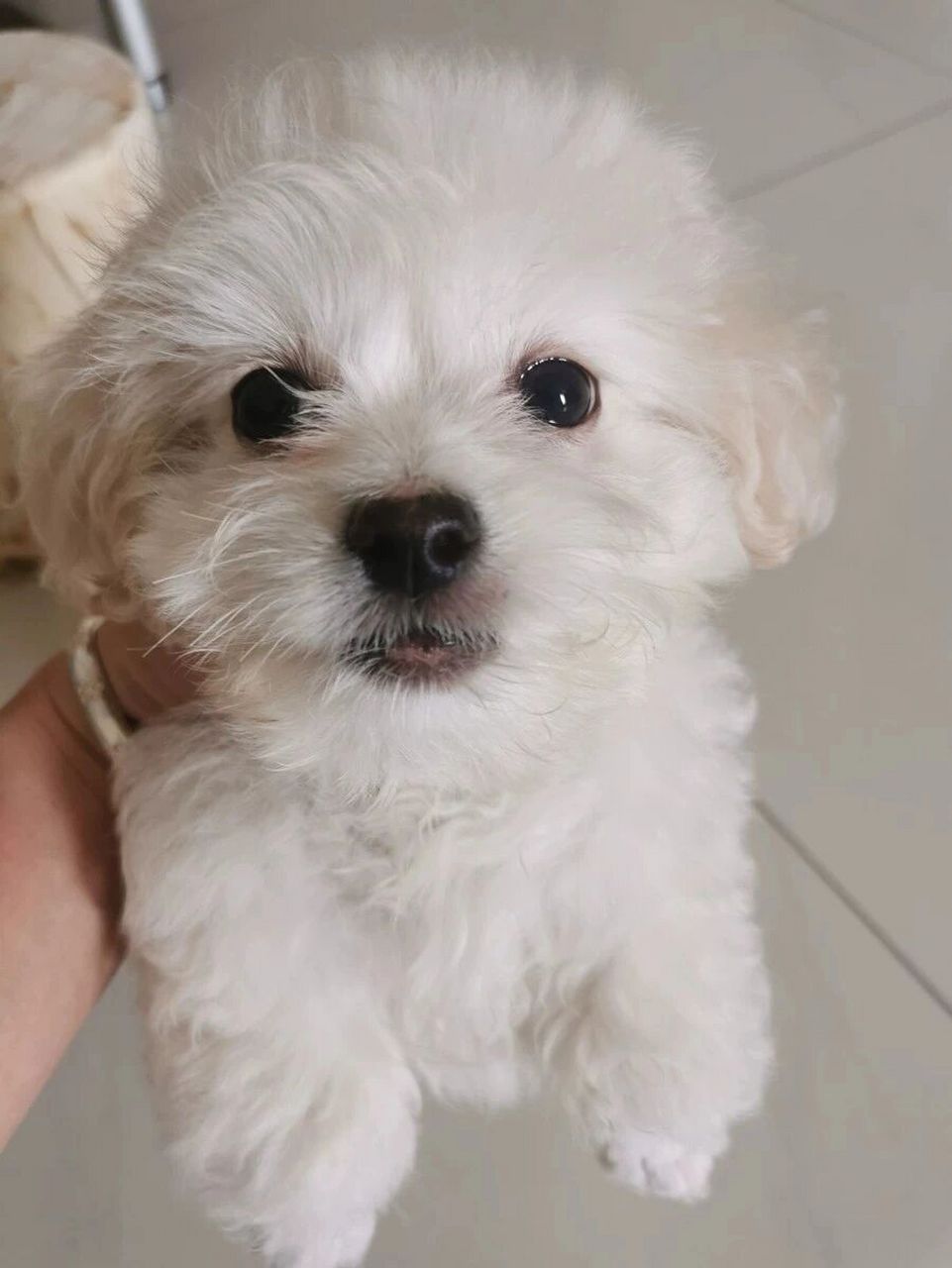 5个月的小比熊～为什么毛不卷啊,是串吗 闲鱼看的小体比熊,大家帮我