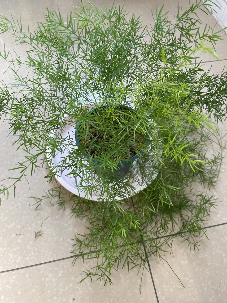 种一盆四季常青的天门冬 清阳台 养了一年左右 已修剪好的天门冬 年前