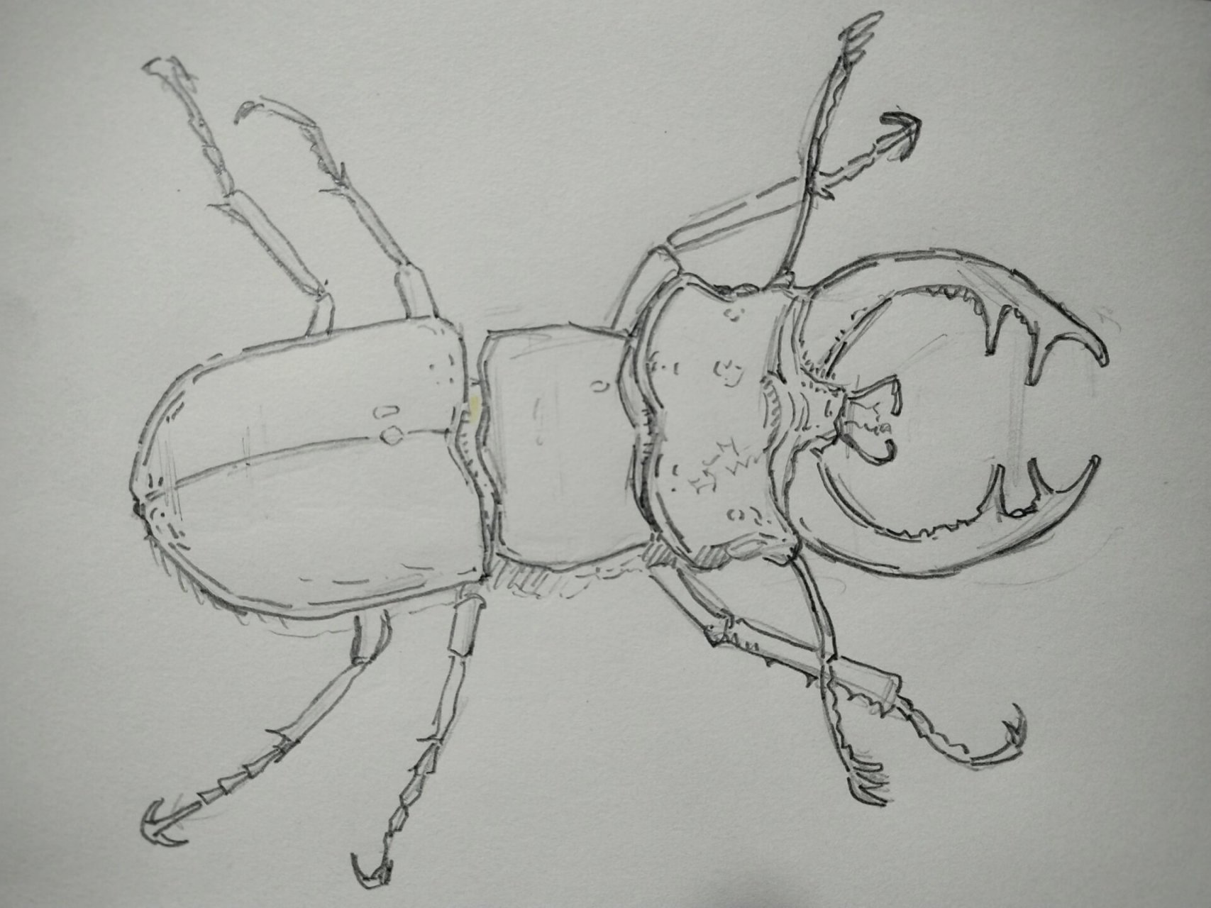 彩铅画——《锹甲02》