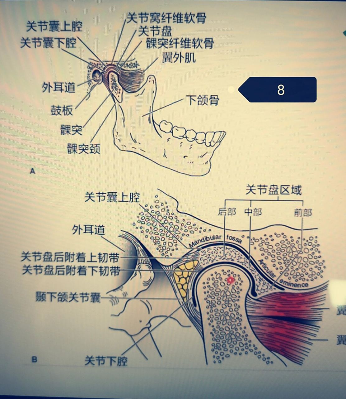 颞下颌关节解剖及其功能分析 颞下颌关节解剖及其功能分析 学点康复