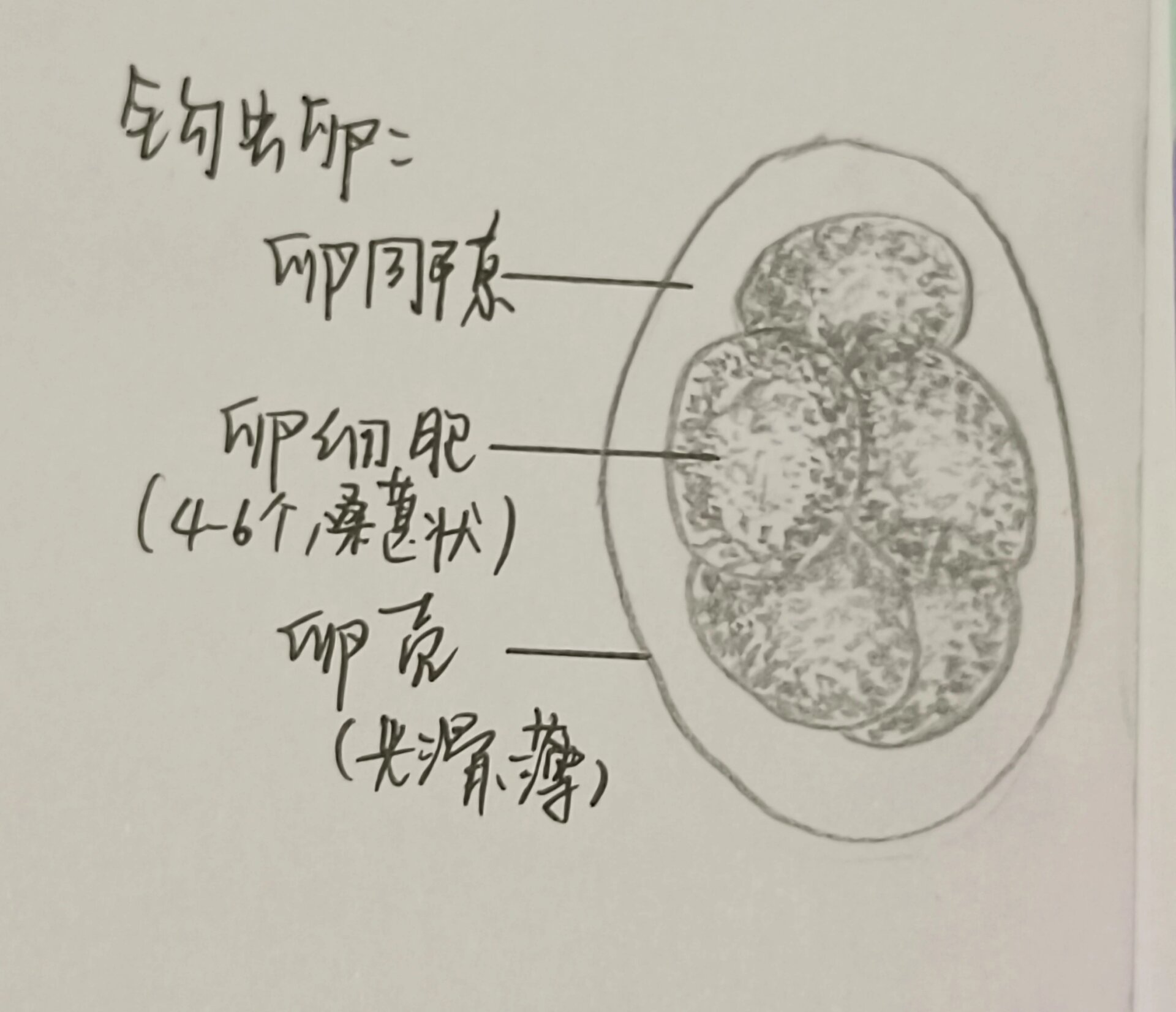 鞭虫卵手绘图及名称图片