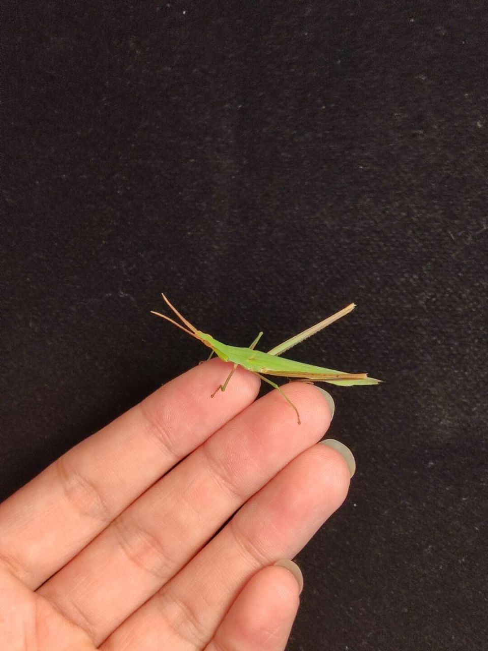 中华剑角蝗是直翅目剑角蝗科剑角蝗属昆虫, 别称中华蚱蜢.