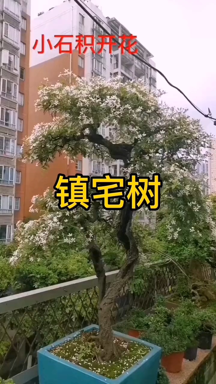 小石积开花图片