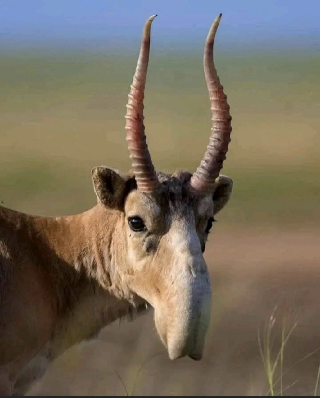 "塞加"羚羊! 见过它吗?