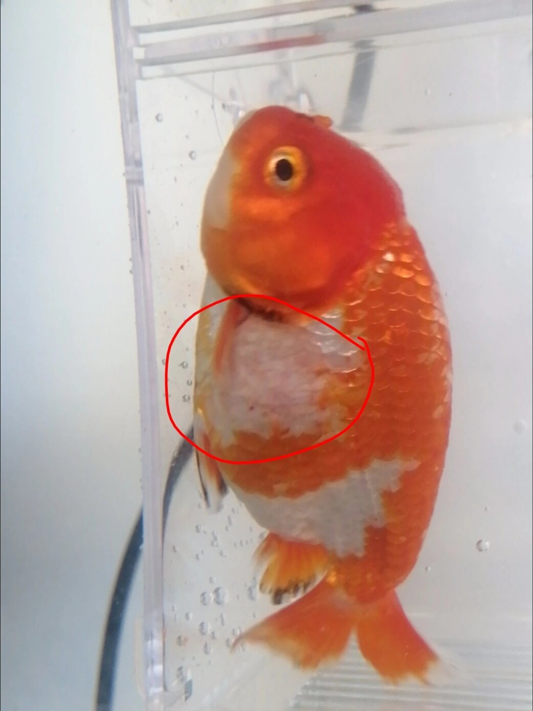 兰寿两边都掉鳞了😭😭