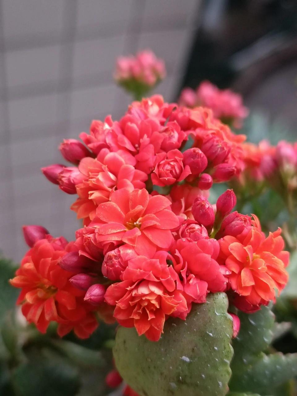 长寿花——赛欧 总是记不住她的名字,想成米欧,大约是花朵小的原因吧