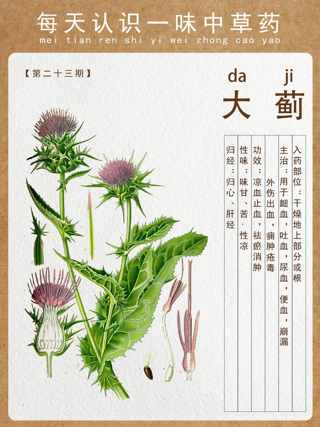 23这种植物你肯定不会认识-【大蓟