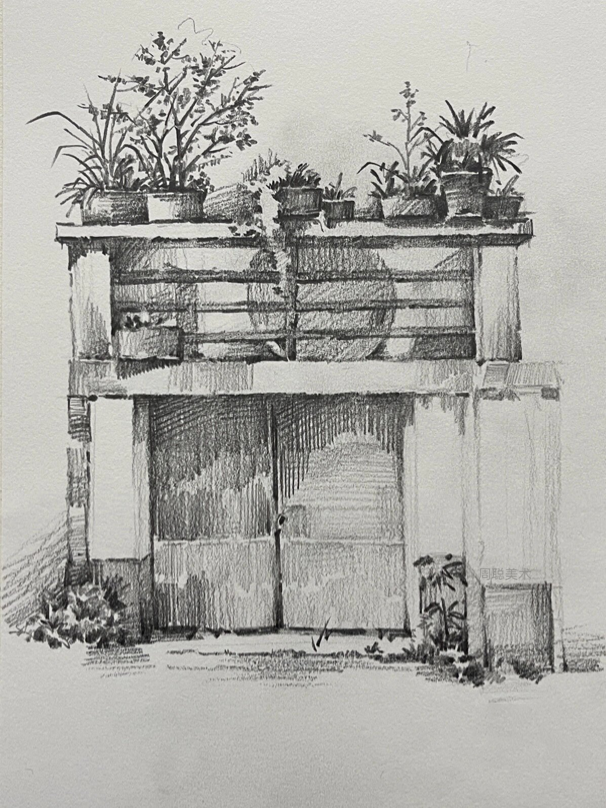 风景素描|阳台上的植物|附步骤解析7315