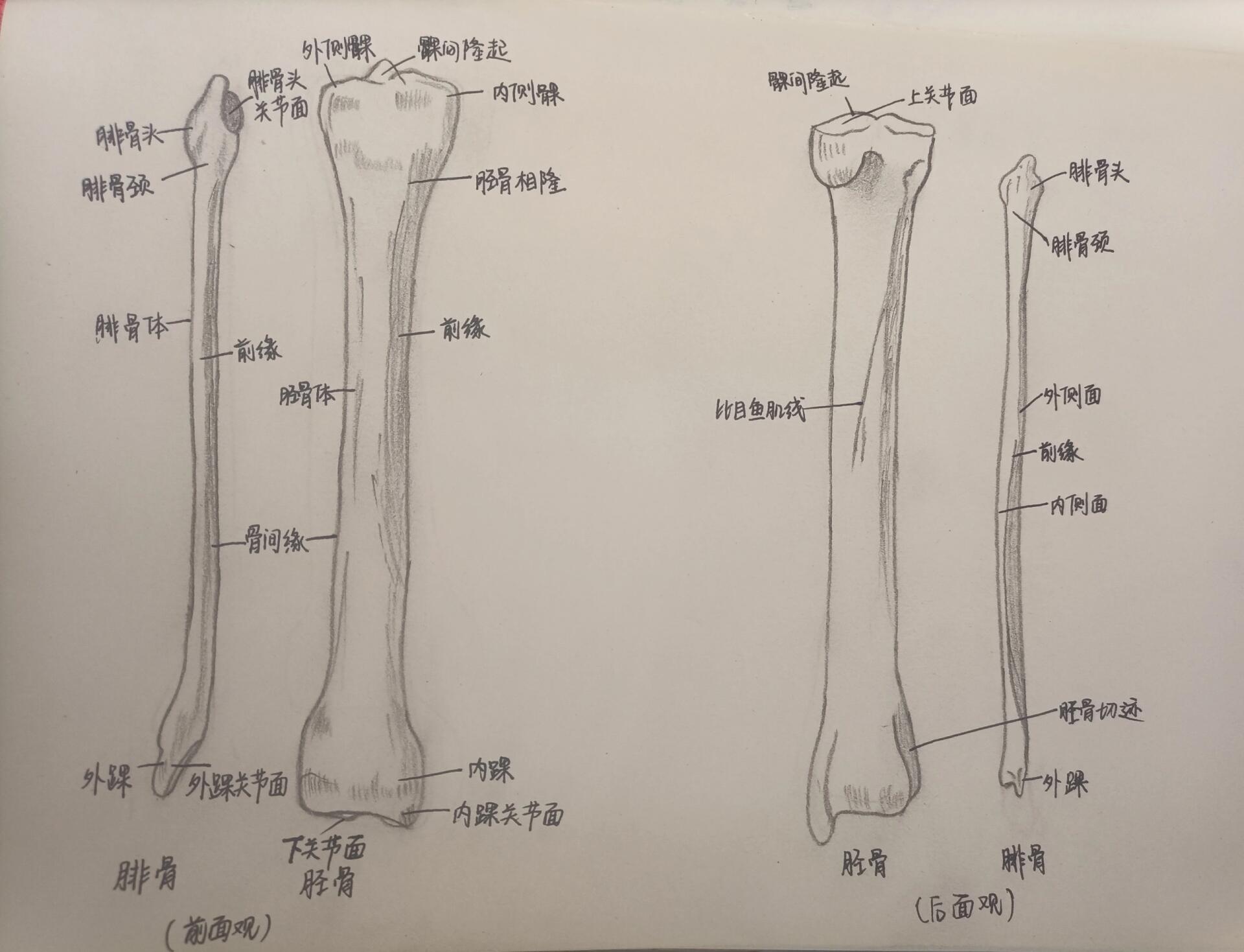 人的胫骨位置图图片