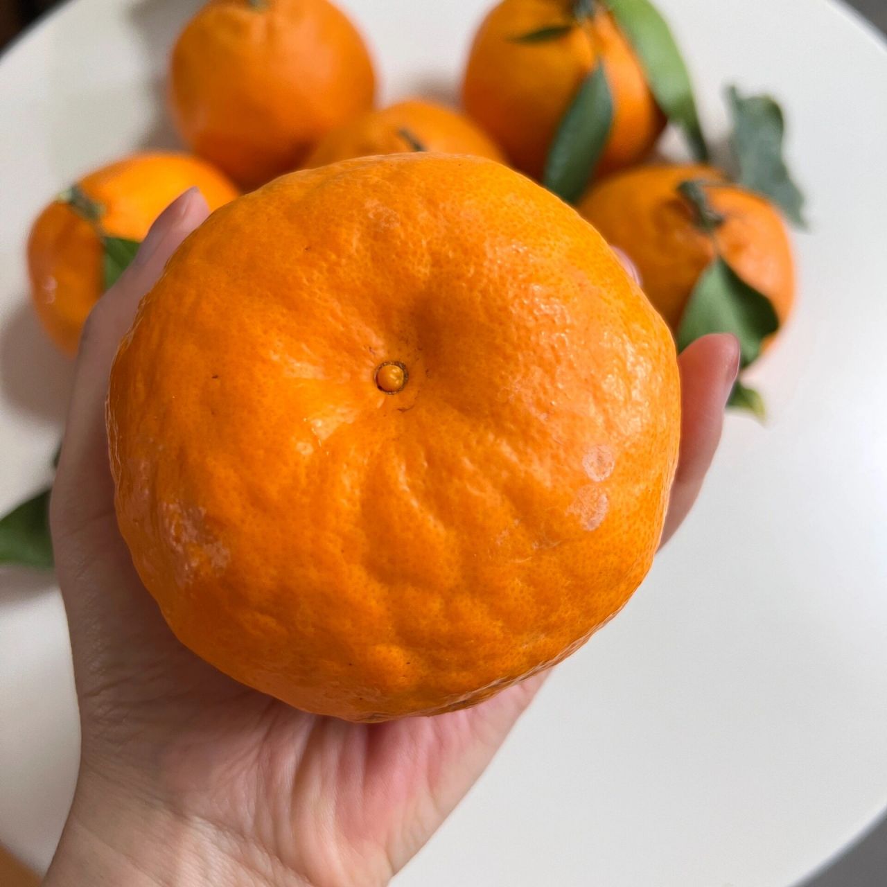 目前心中排前三的高端柑橘92 爱媛43,又名黄公主,相思醉美人.