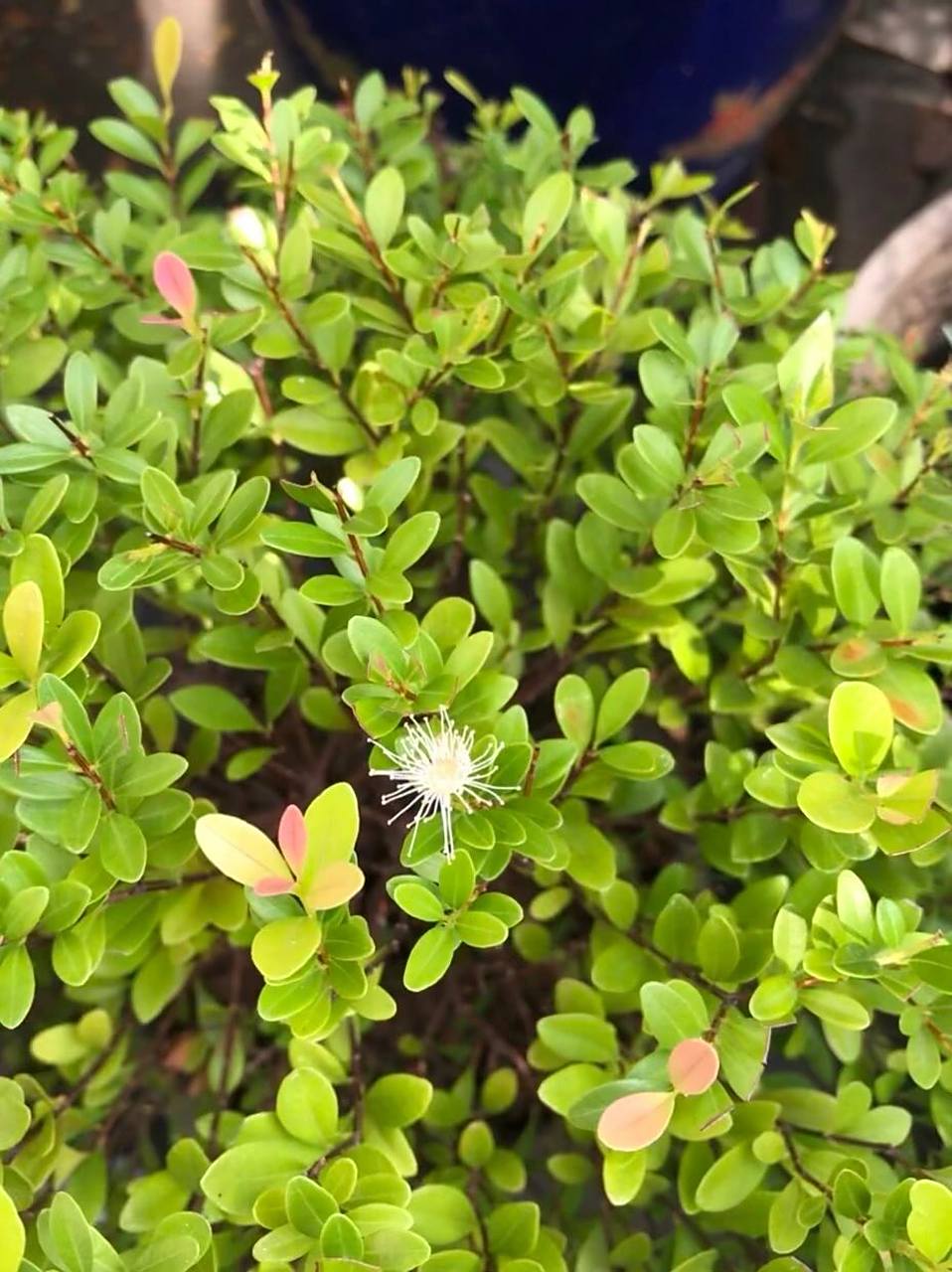 小叶赤楠·开花结果