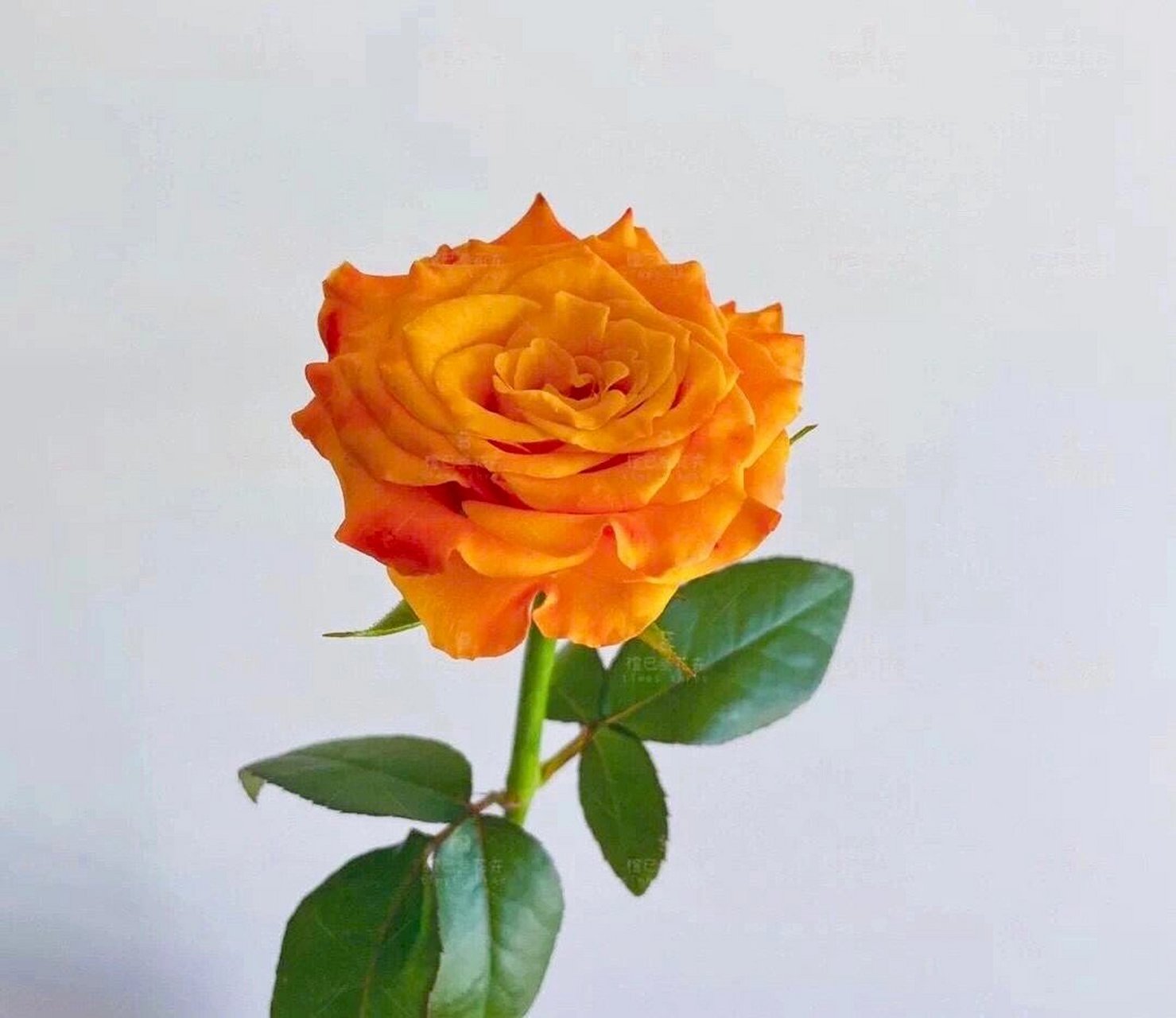 【每日识花】金色海岸 【每日识花】金色海岸78 金色海岸:花头偏小