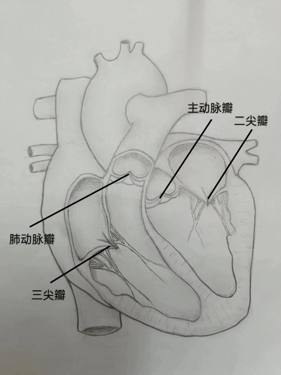 猪心内部解剖图 我是临摹同学的 图三为原图