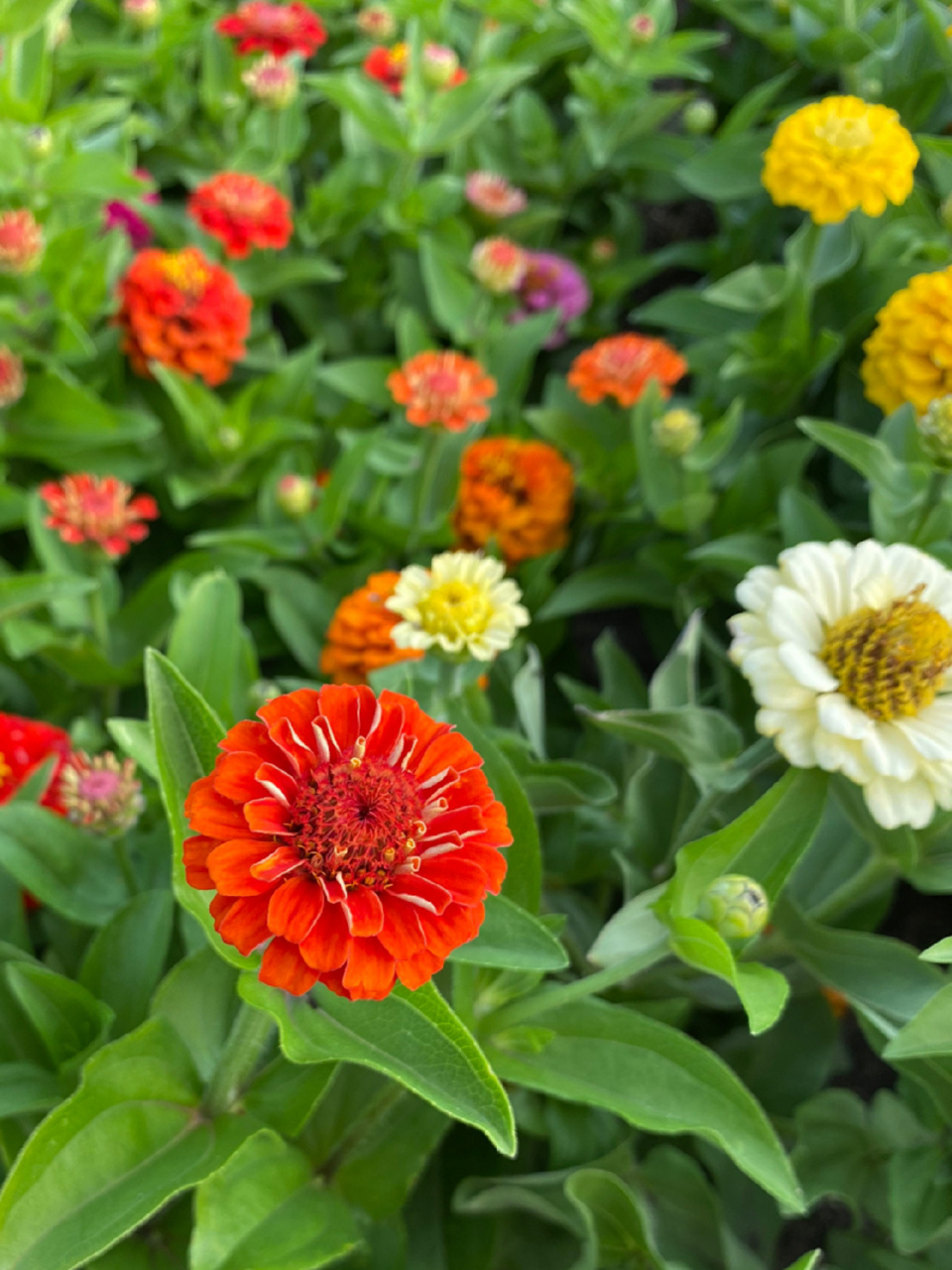百日菊 百日菊属(学名:zinnia)是菊科下的一个属, 为一年生或多年生