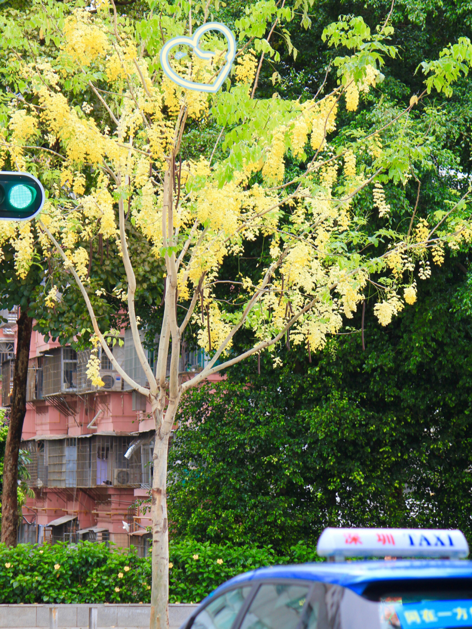 深圳腊肠花开|腊肠树|金急雨|深圳打卡拍照 腊肠花是腊肠树开出的花朵