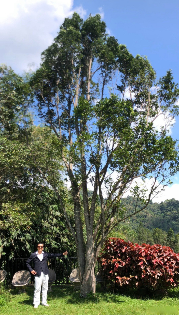 過年前到大馬玩幾天,到怡保看看我十年前親手種植的沉香樹,和到檳城曬