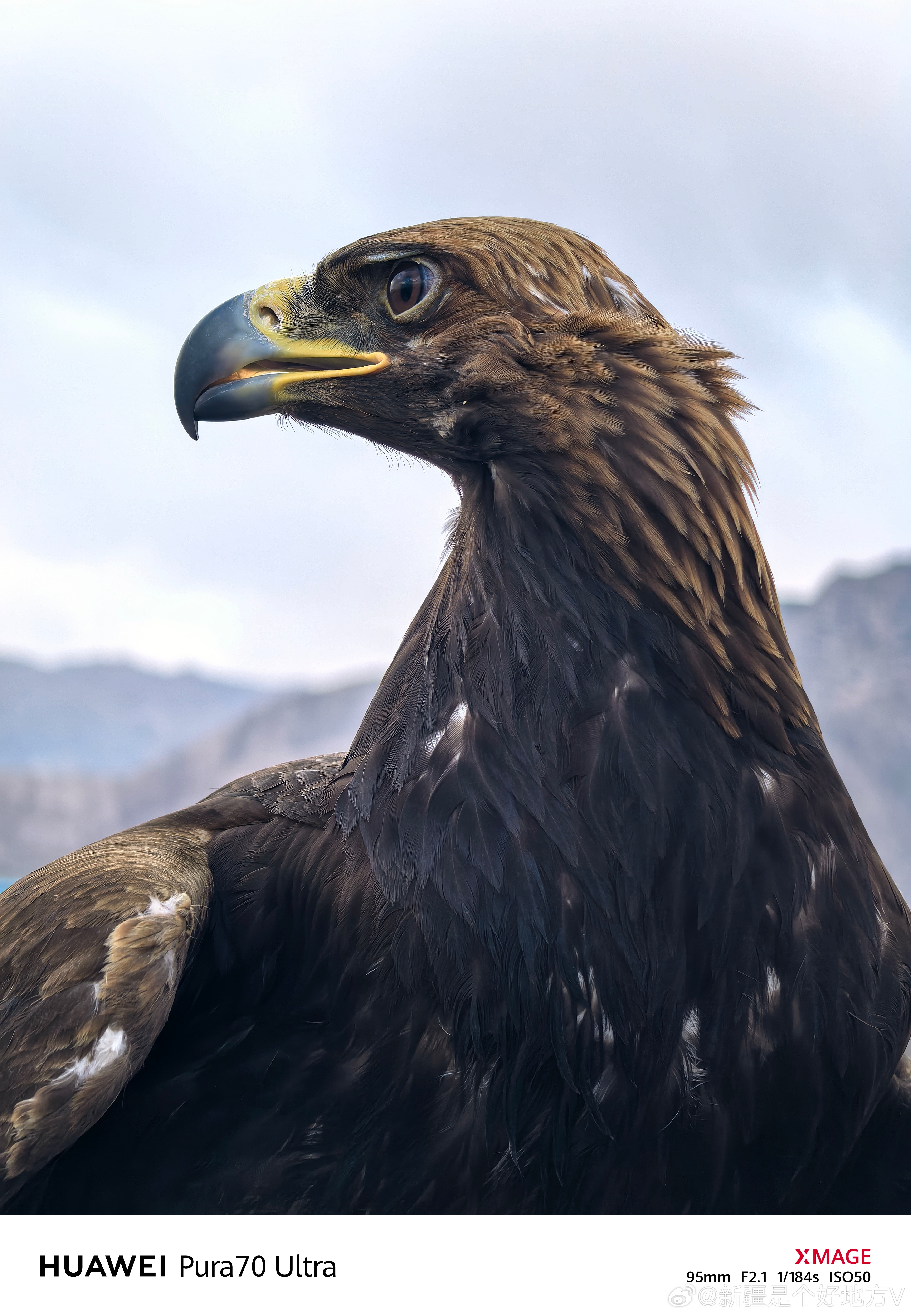 这些雄鹰,是高原上最自由,最骄傲的生灵,它们的每一次振翅,都仿佛在