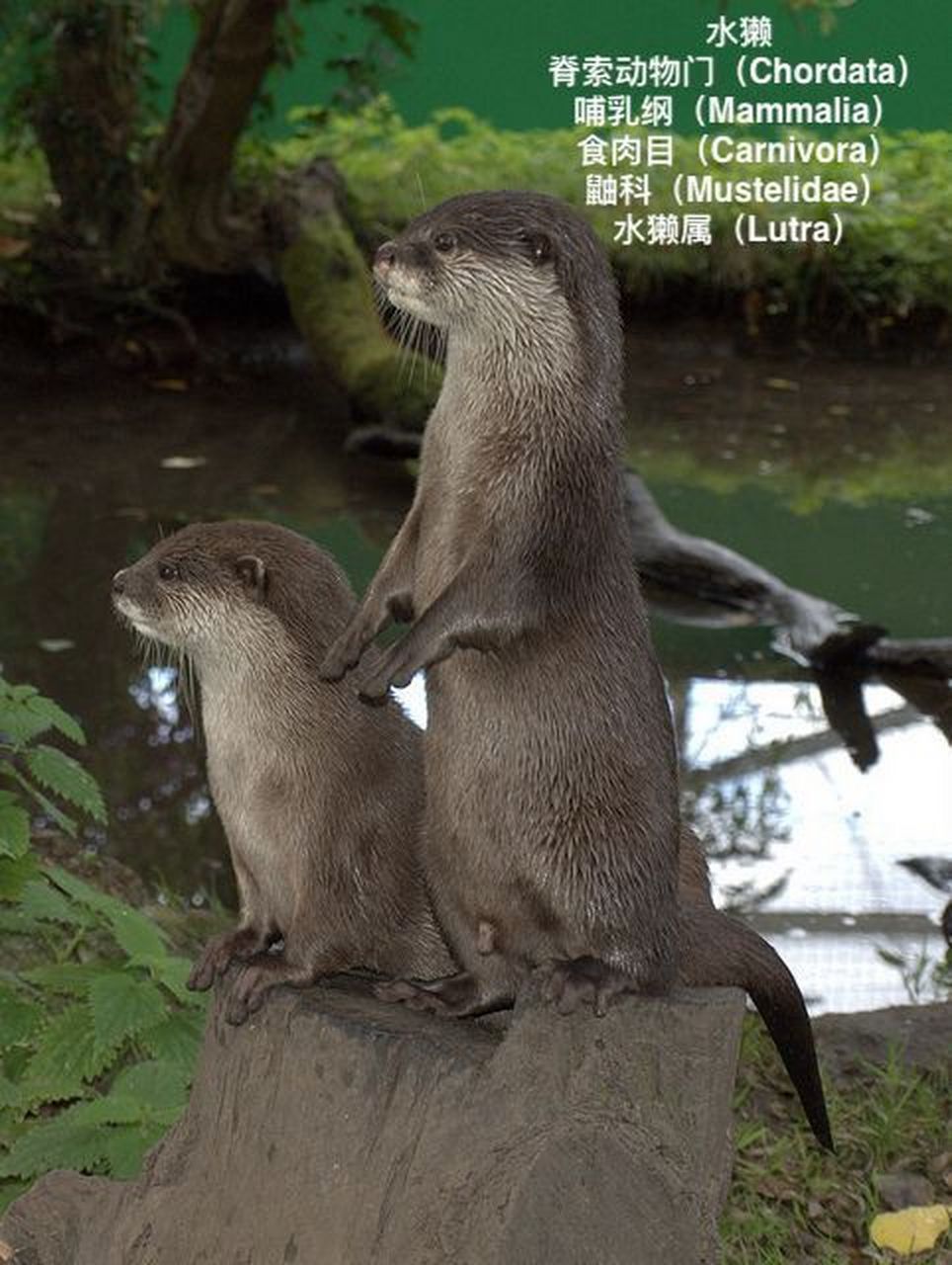 娃问:黄鼠狼是什么科? 02黄鼬,又名黄鼠狼,主要分布在亚洲.