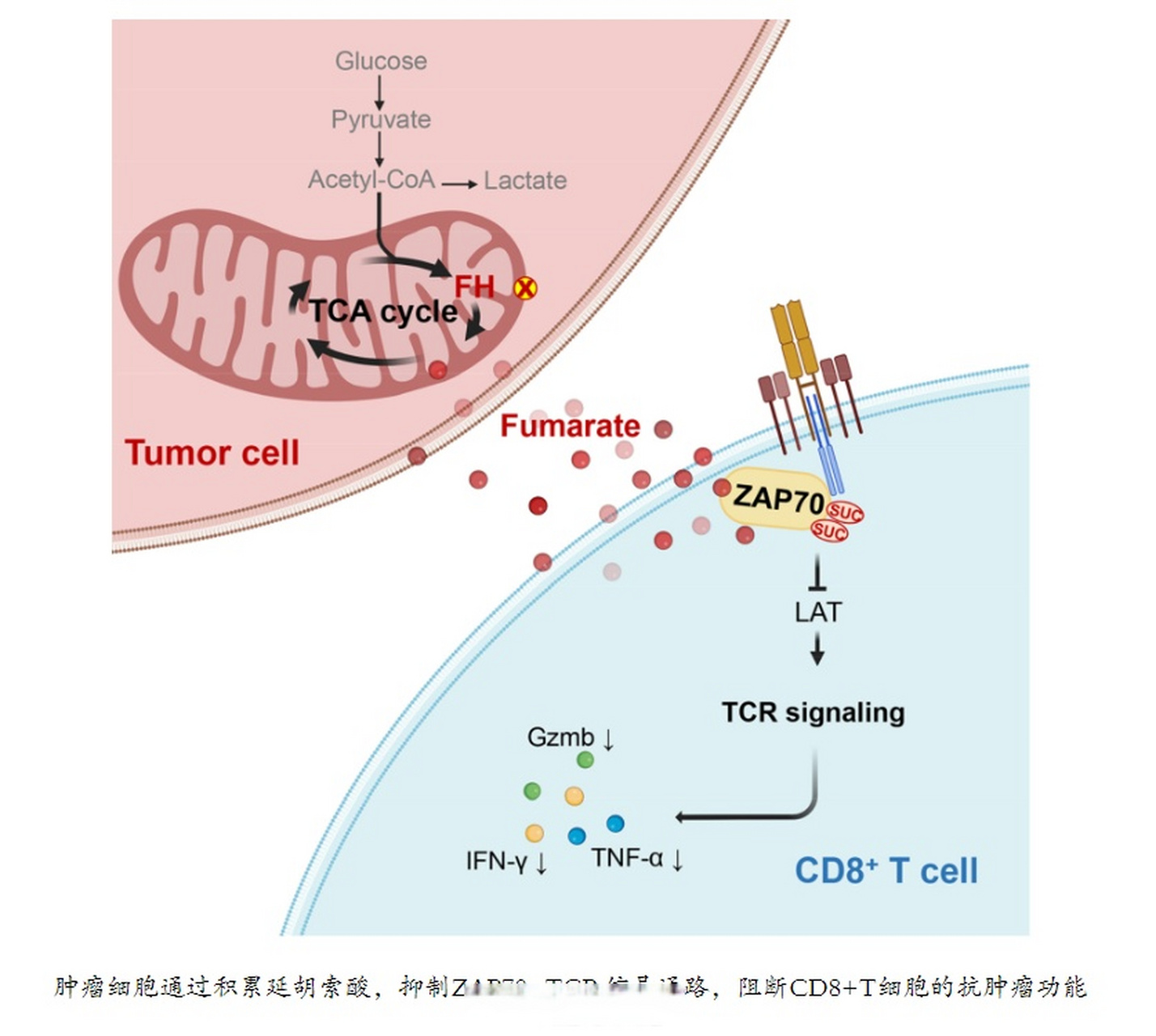 【清华大学生命学院江鹏课题组与合作者揭示肿瘤来源延胡索酸的免疫