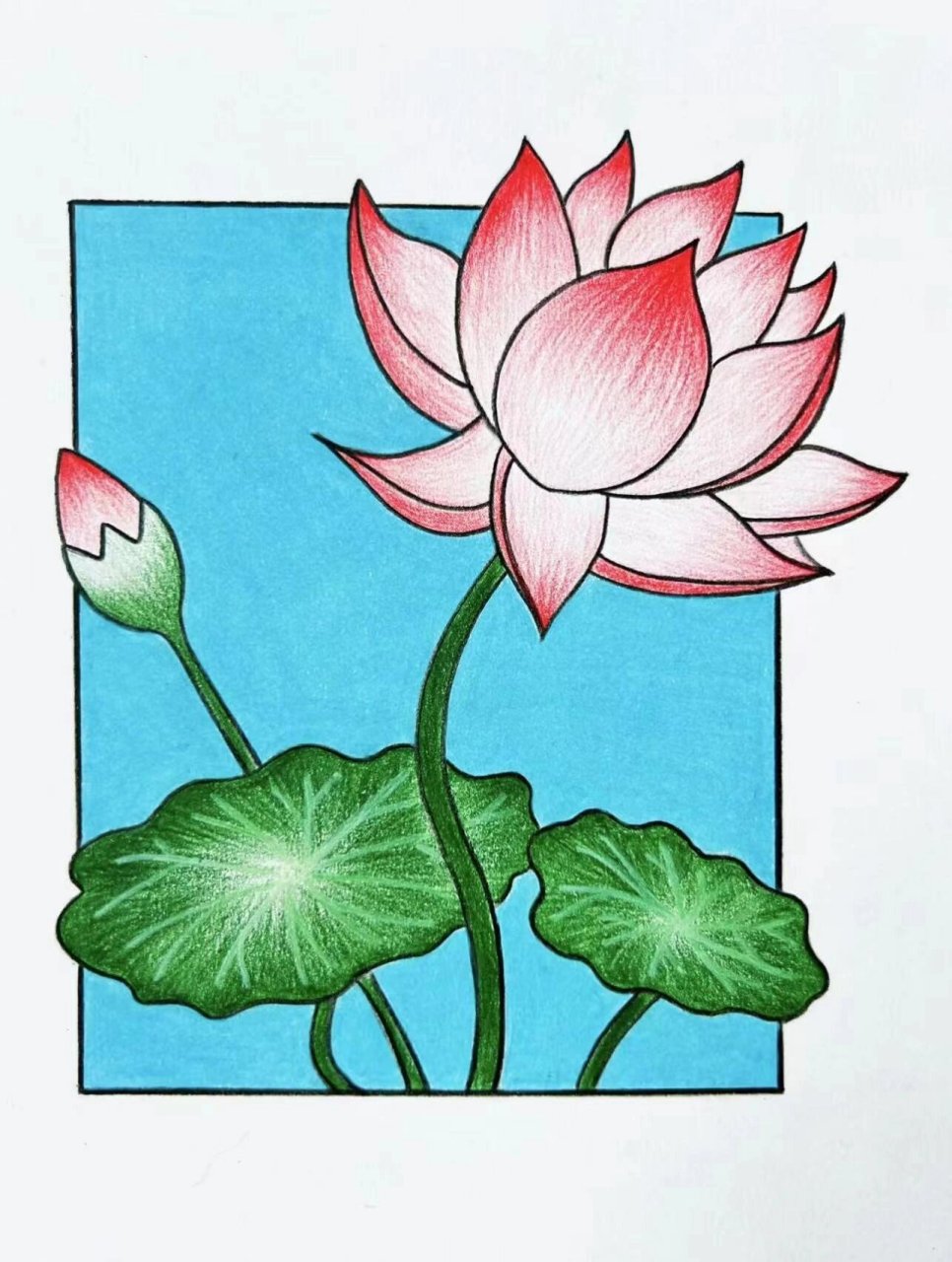 荷花简笔画|步骤图 #简笔画# #彩铅画# #荷花# #画画# #画画的日常