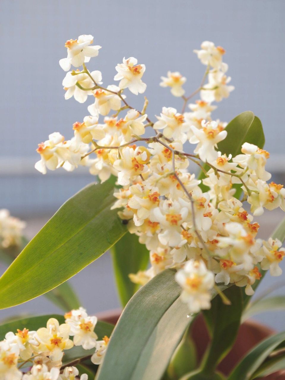 我的唯一一盆文心兰 米白色的 很好看 话梅糖味 也很好养护 9月份买