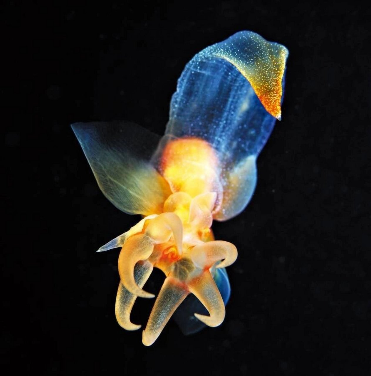 裸海蝶为海若螺属,又称为"海天使",是一种外表奇特的小型海洋软体动物