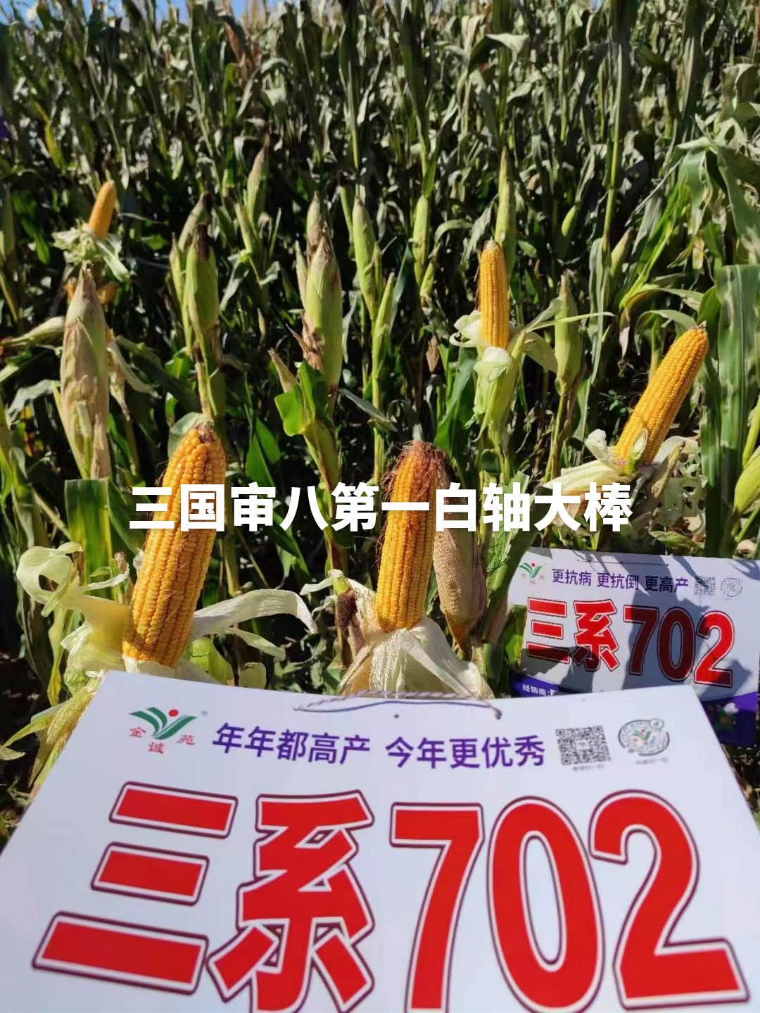 三国审八第一白轴大棒型品种三系伟科702到货了