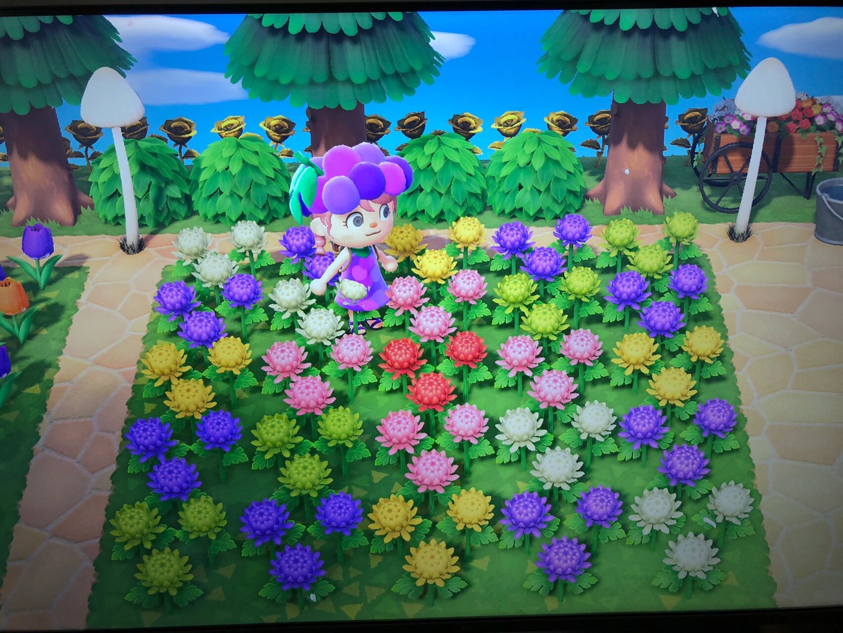 花色杂交 关于花的杂交请看这个图啊 按着这个图来种就会获得杂交花色