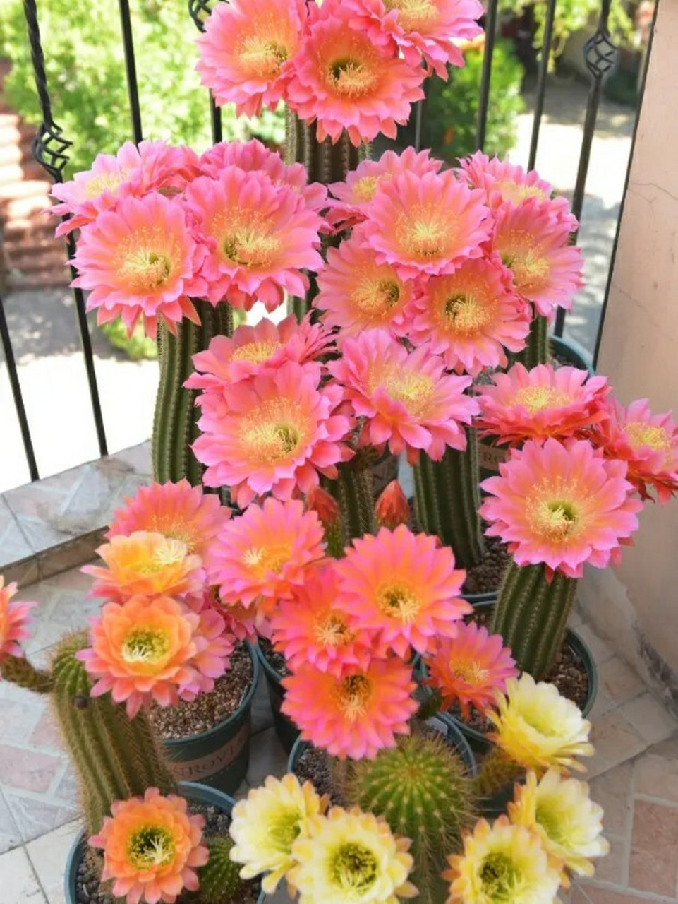 仙人球毛花柱属"飞碟" 仙人球毛花柱属"飞碟"——一个很值得拥有的