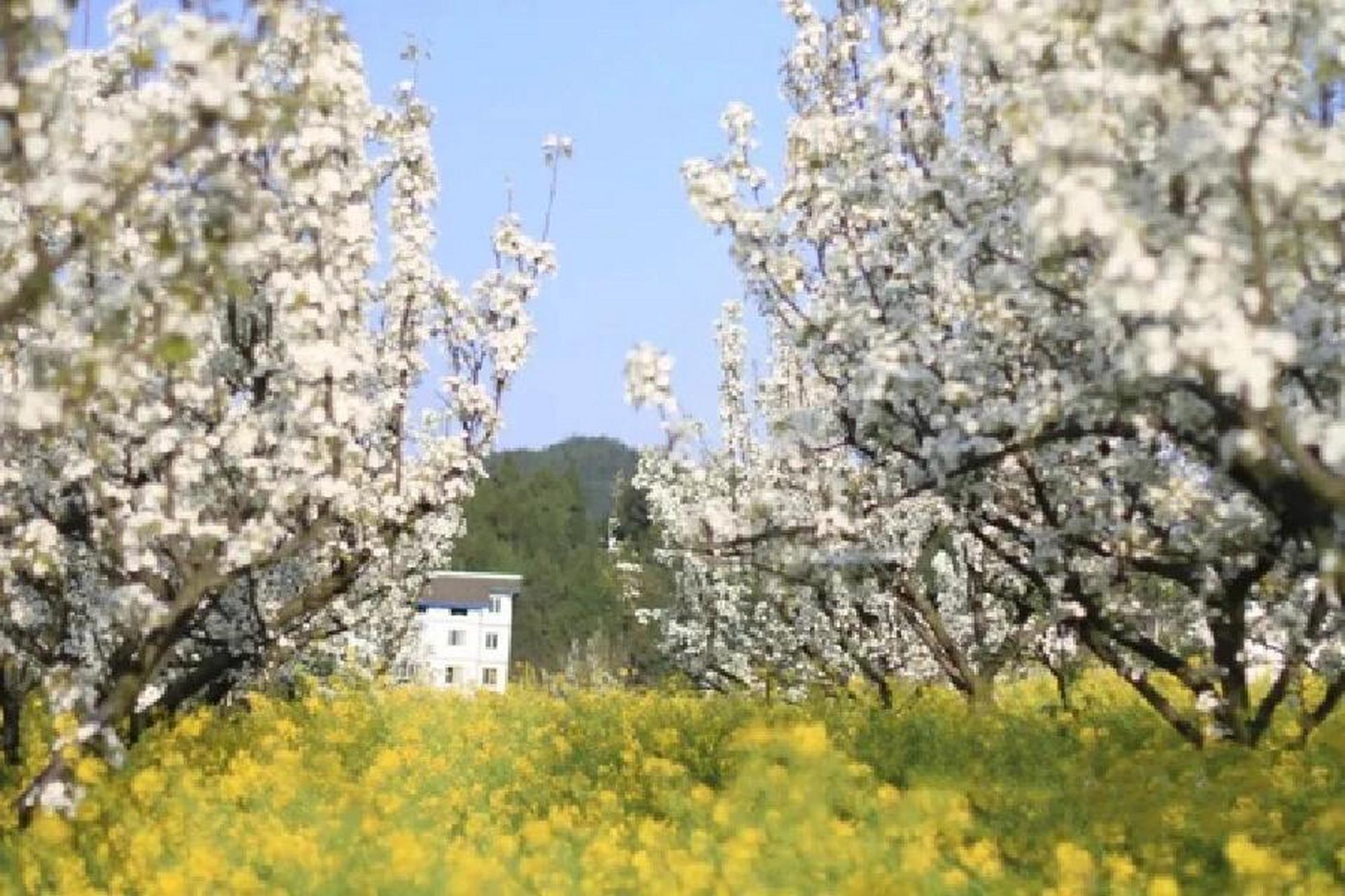 洋县第二站——朱鹮梨园景区 朱鹮梨园由一轴两核五区构成,包括山脊