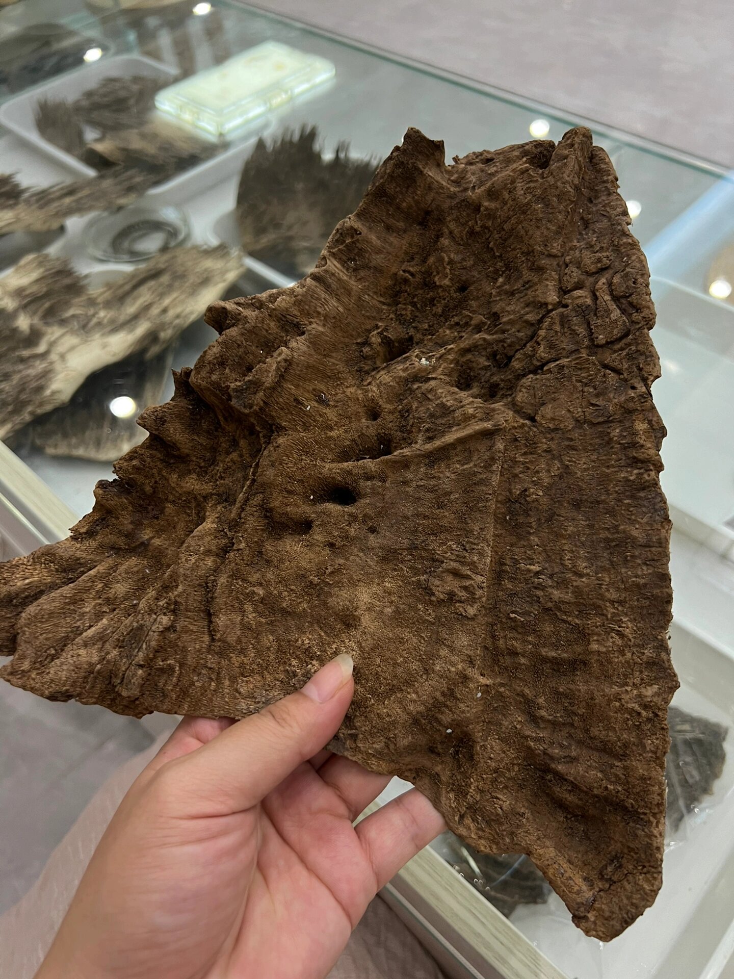 海南野生沉香,冠绝天下75 李时珍在《本草纲目》中为海南沉香的美誉