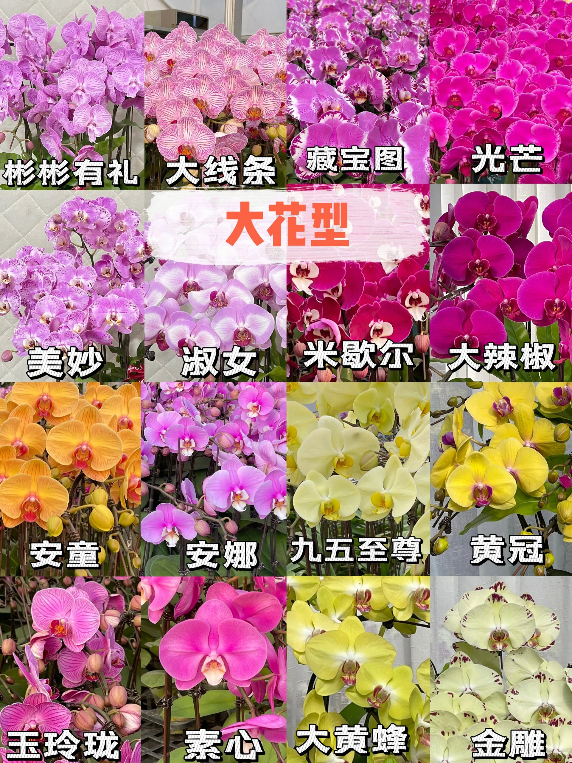 蝴蝶兰大花型品种介绍