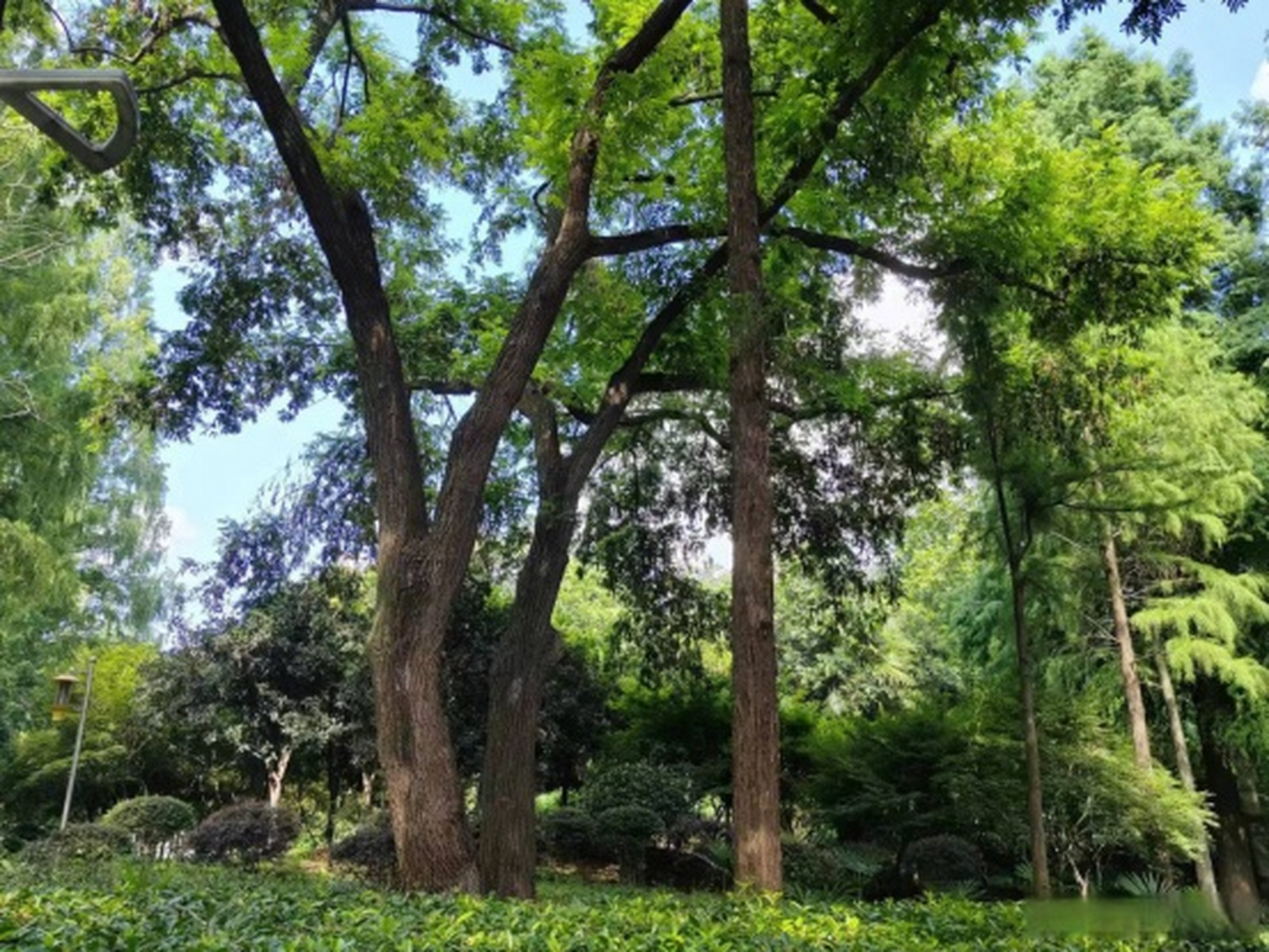 八月盛夏,骄阳似火,漫步在浉河公园,天空蔚蓝如洗,高大树木枝繁叶茂