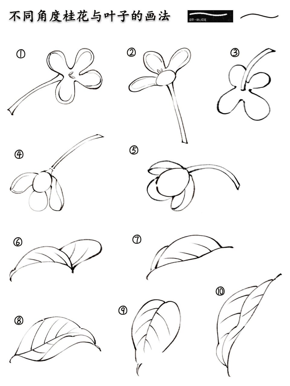 零基础插画教程|桂花与叶子的画法~ 每天走在路上都能闻到桂花香,突然
