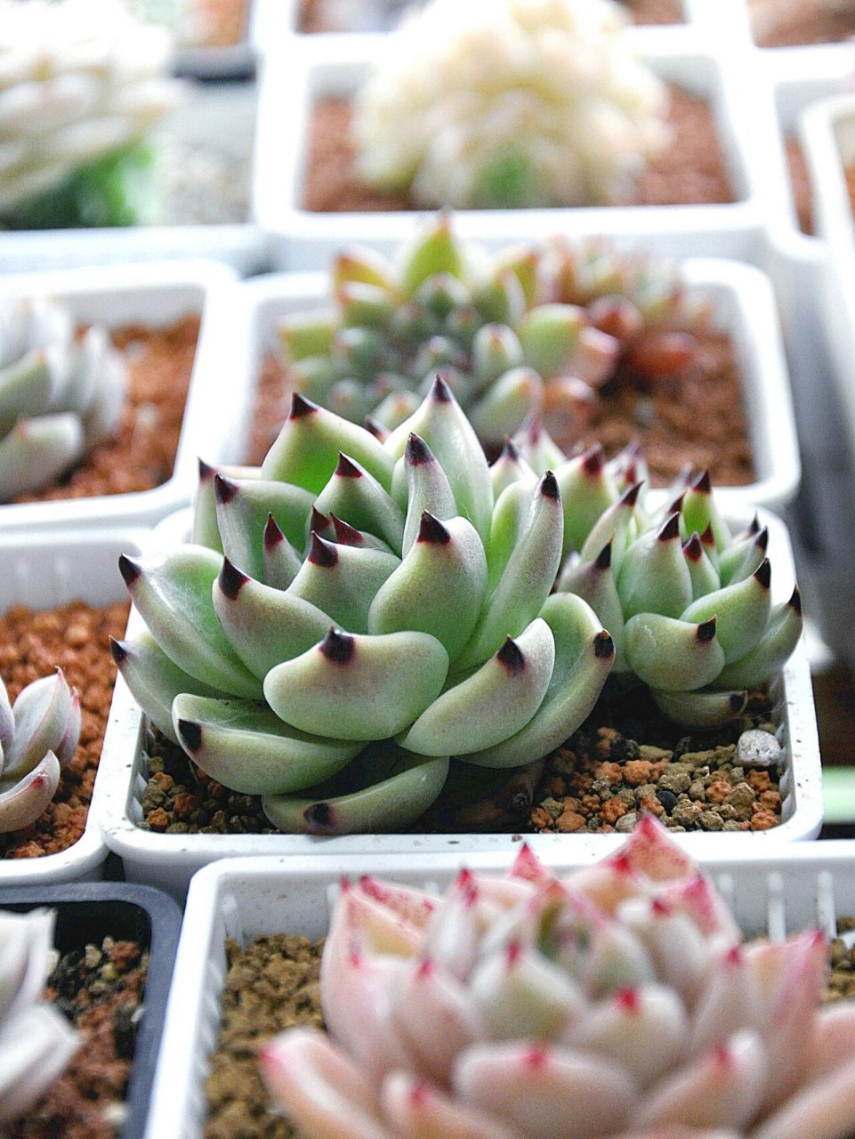 多肉蓝龙丨美原来这么简单97 蓝龙是景天科多肉植物,株型是标准莲座