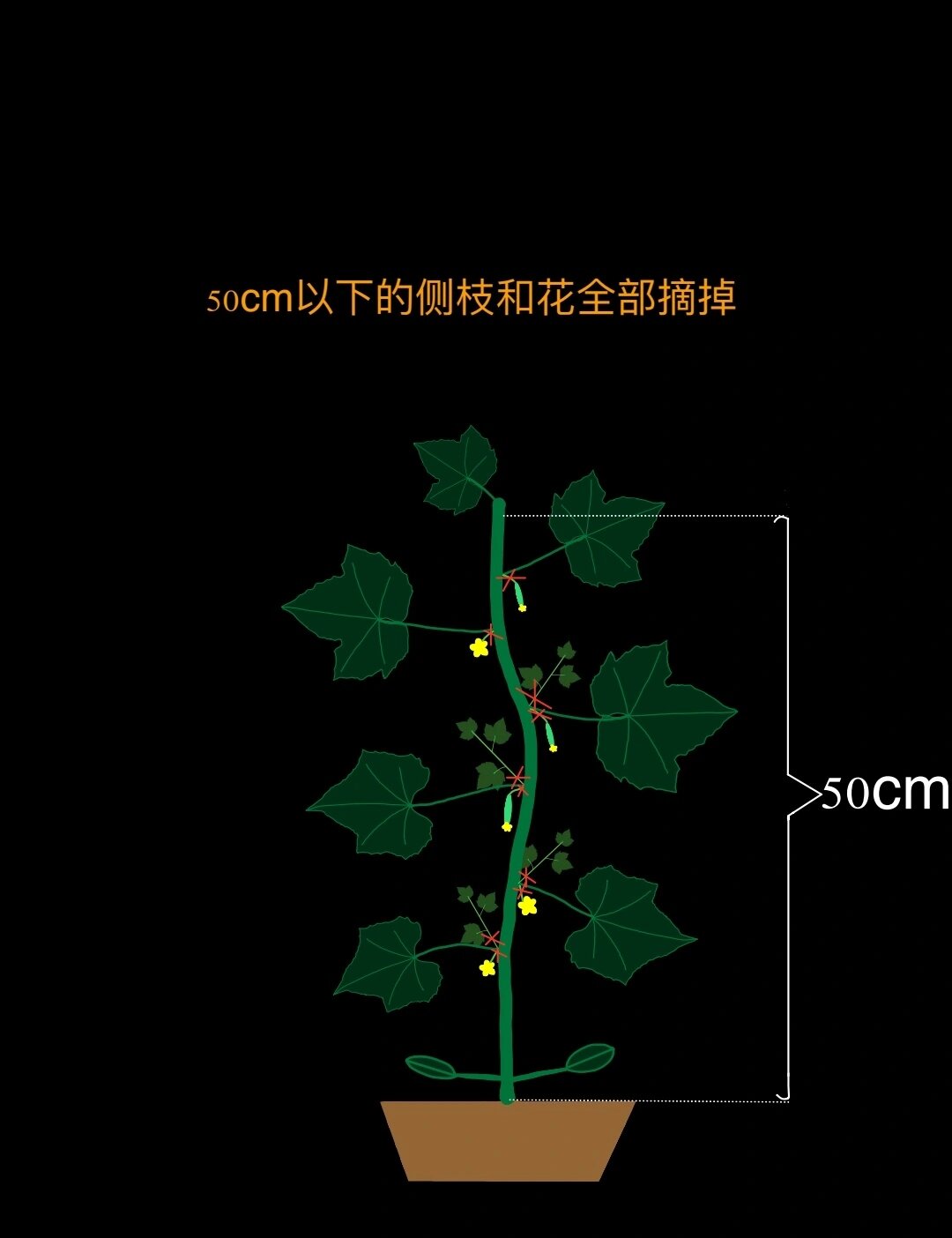 丝瓜摘心换头技术图图片