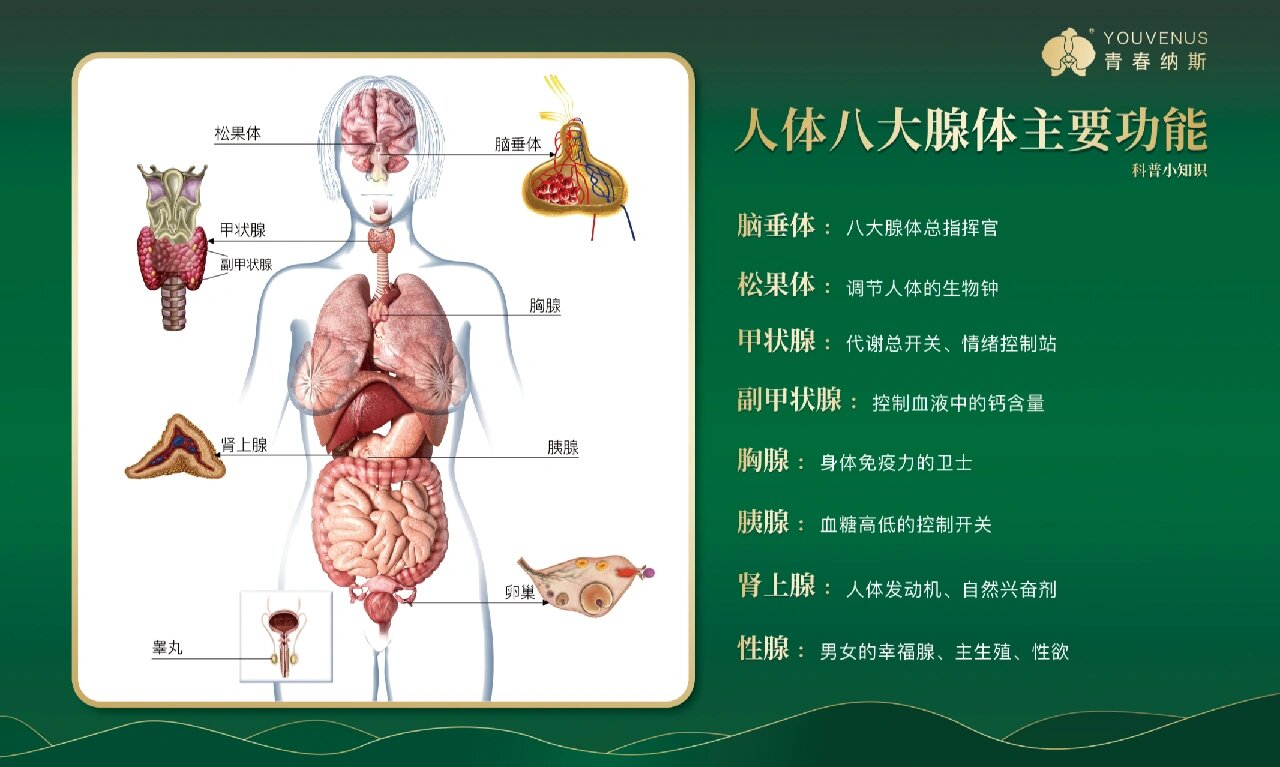 八大腺体与健康