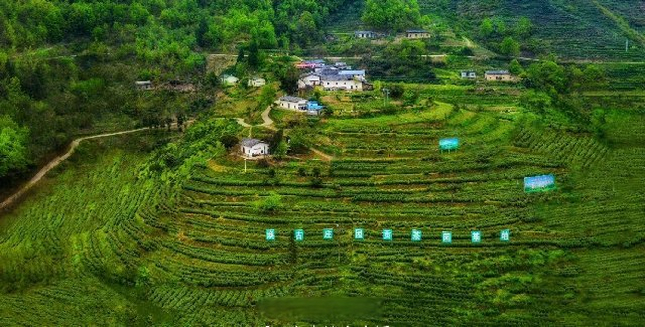 #今日安康##临时交通管制#紫阳县向阳镇营梁村富硒茶观光园将于2023年