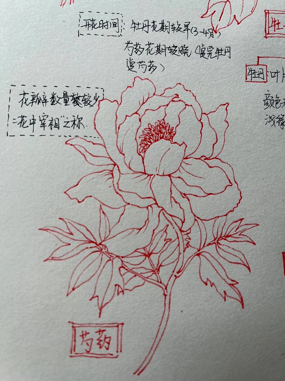一图教你区分牡丹和芍药 工具:勾线笔 不喜勿喷,欢迎补充