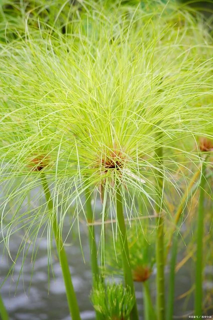 纸莎草(cyperus papyrus)是莎草科,莎草属的植物,具有粗壮的根状茎 纸