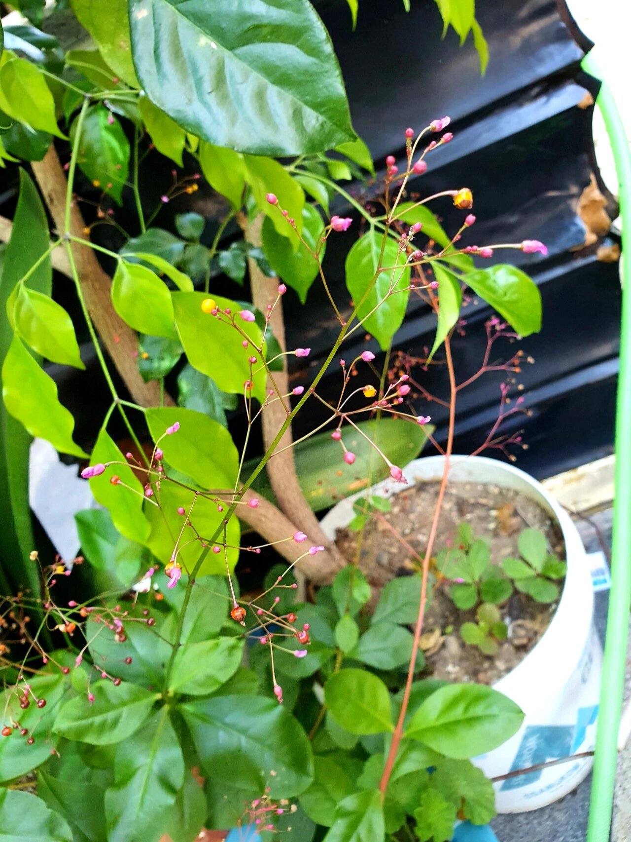 土人参开花 花箭细长,花朵娇小可爱95