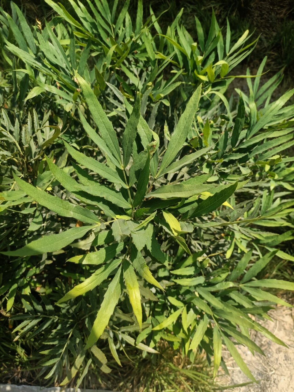 十大功劳,小檗(bo 四声)科,十大功劳属 灌木,高0.