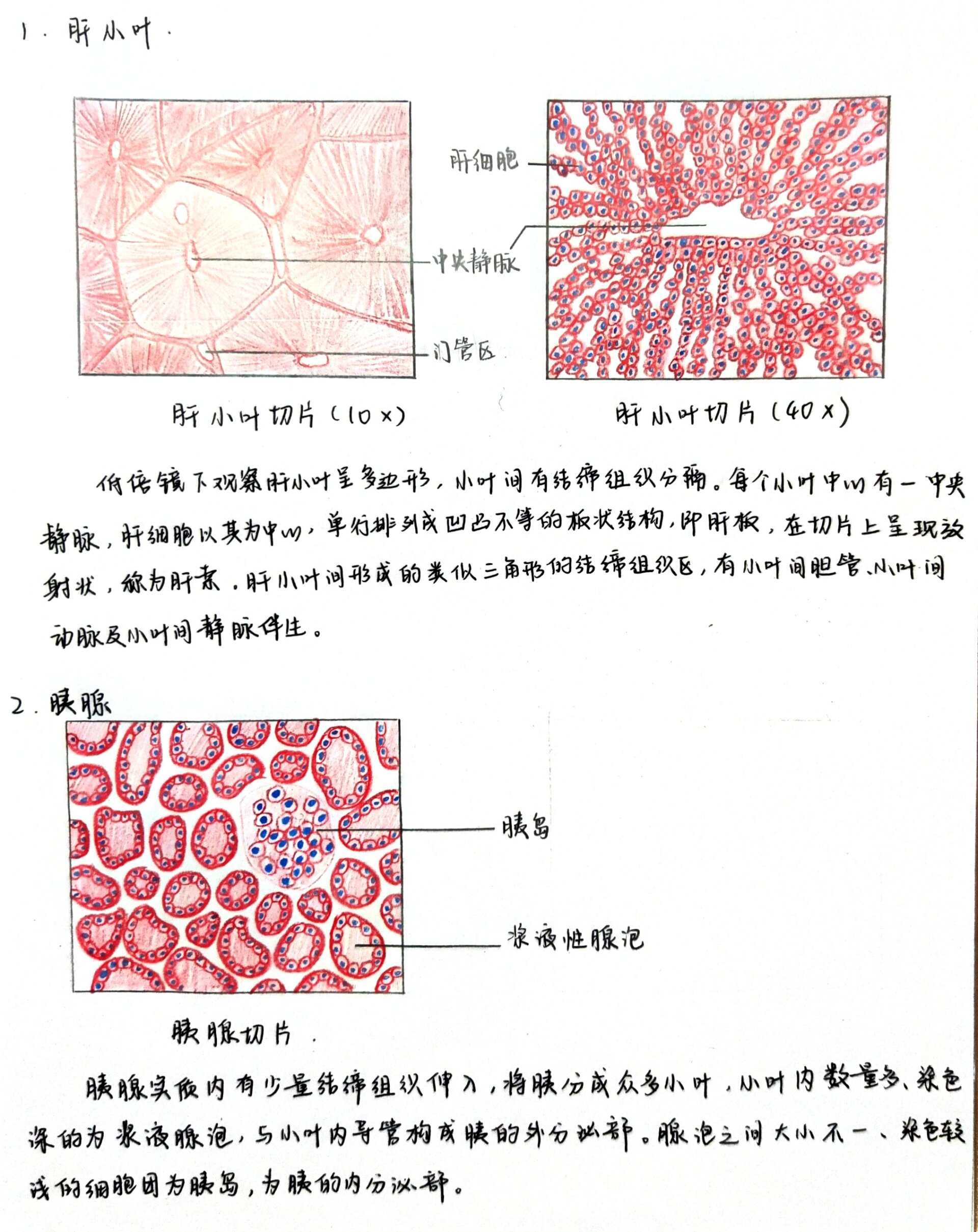 肝小叶结构图红蓝笔图片