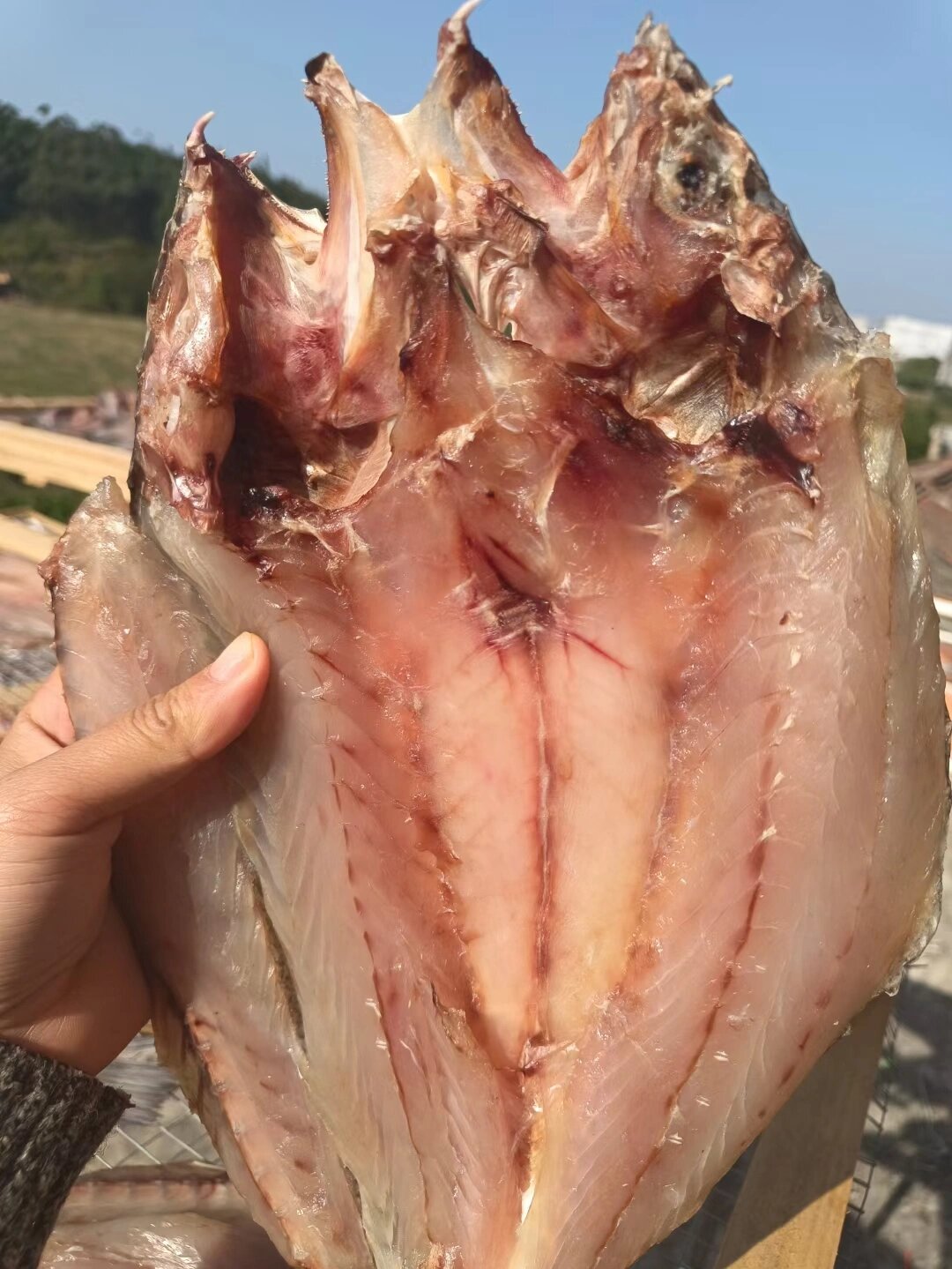 自晒三牙鱼胶,鱼胶类中白菜价,该有的都有 自晒三牙鱼胶,便宜便宜,在