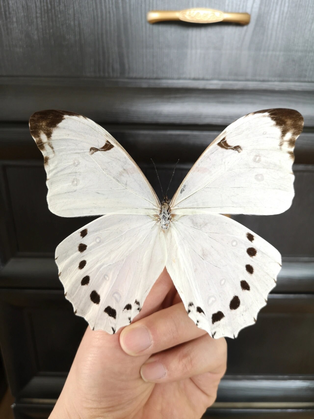 世界上最大的白色蝴蝶～露娜白闪蝶