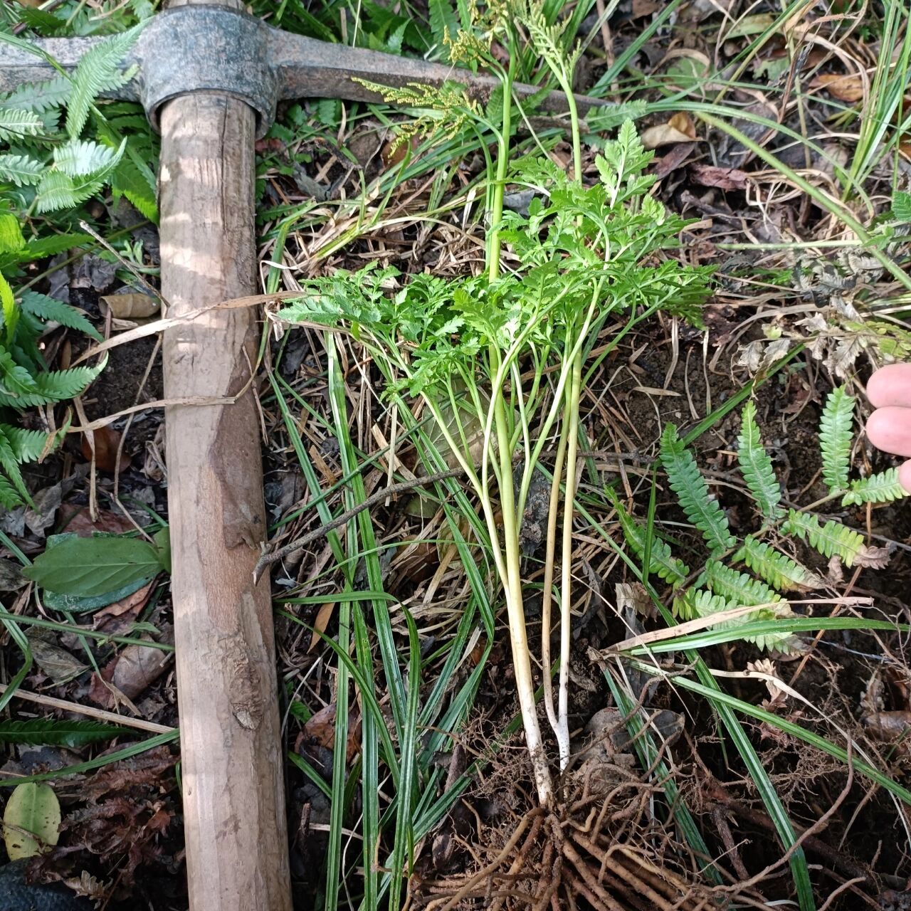 野生一朵云阴地蕨小春花背蛇生