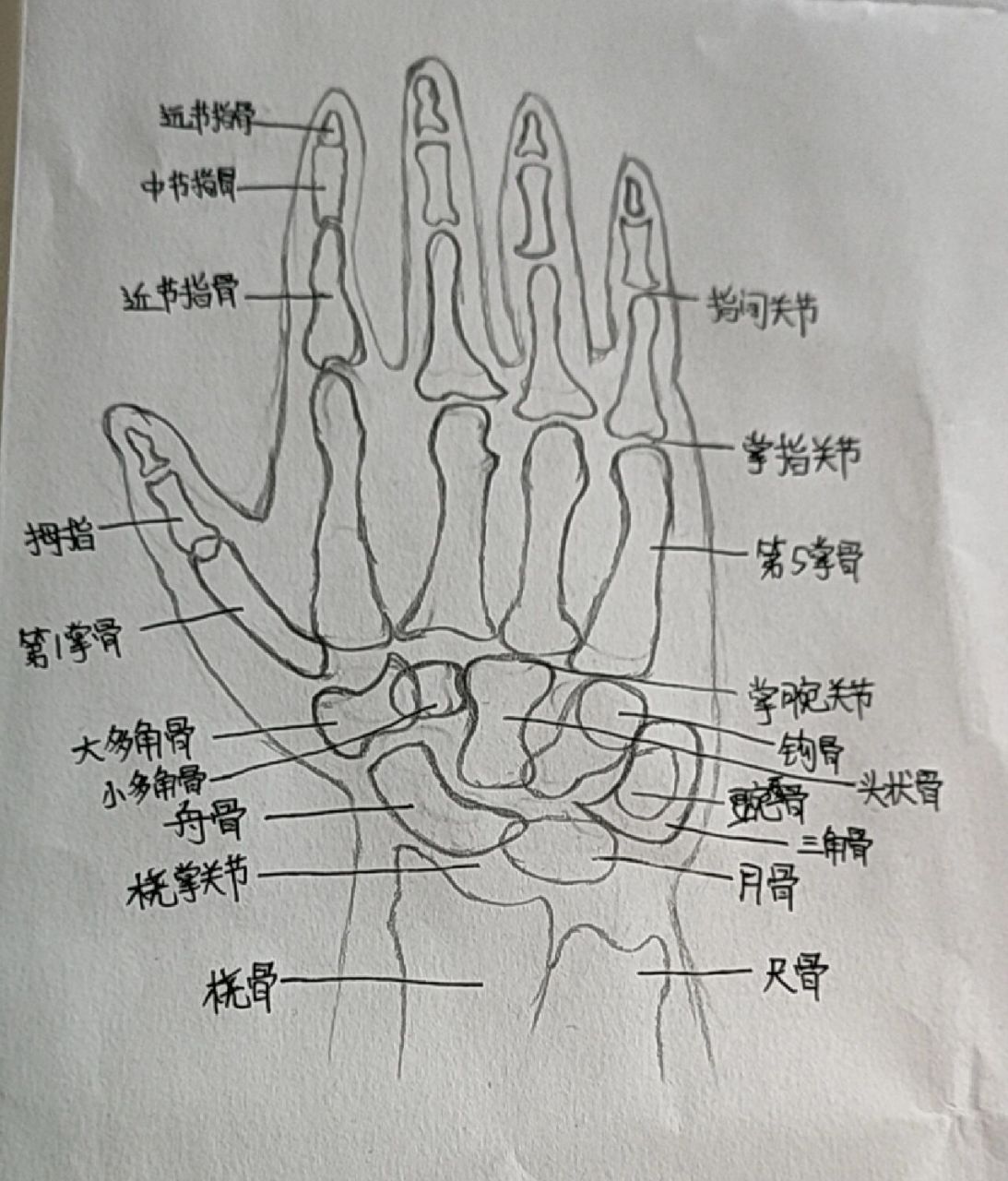 手部解剖图解 骨骼图片