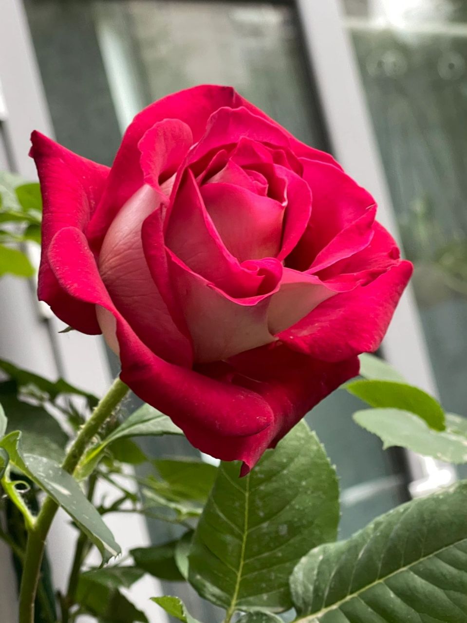 【月季】莫妮卡·贝鲁奇——问,就是绝世美 问,就是绝世大美女!