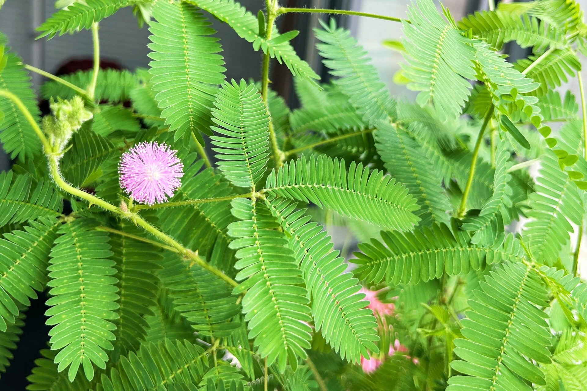 含羞草开花啦,像粉色的蒲公英