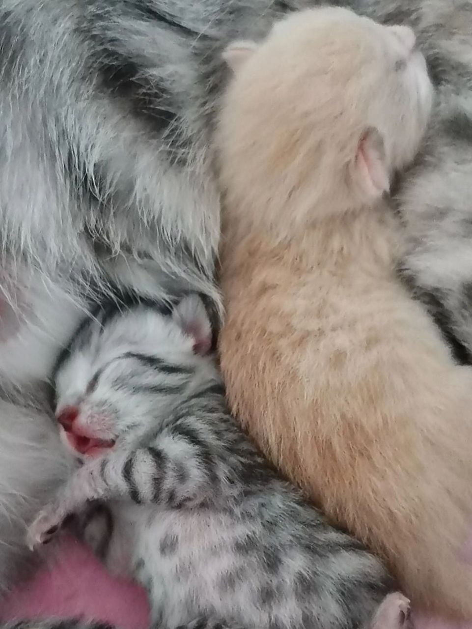 图一猫妈妈 图一猫妈妈(是银渐层和美短配的) 图二是美短猫爸爸 图三